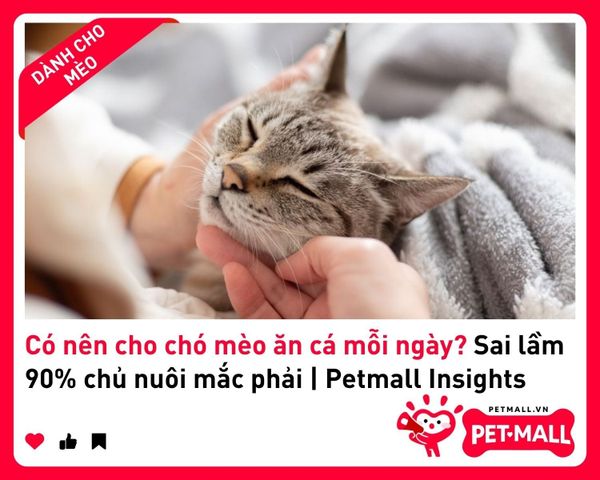 Có nên cho chó mèo ăn cá mỗi ngày? Sai lầm 90% chủ nuôi mắc phải | Petmall Insights 3