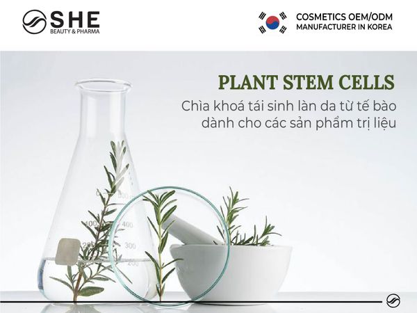 tế bào gốc thực vật