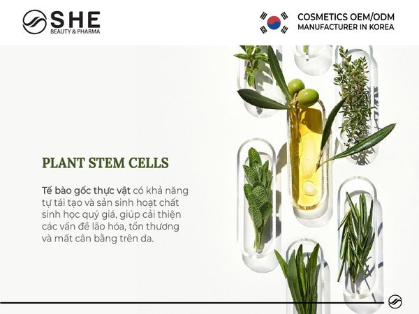 tế bào gốc thực vật 2