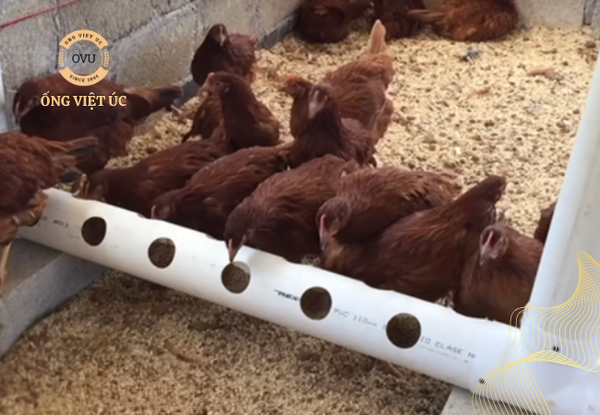 Ống PVC Cách Làm Máng Ăn