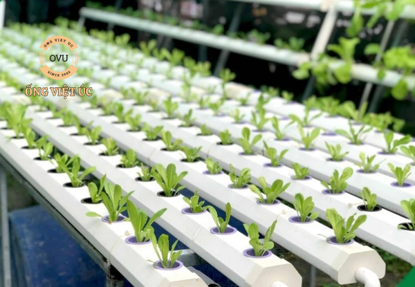 cách trồng rau thủy canh
