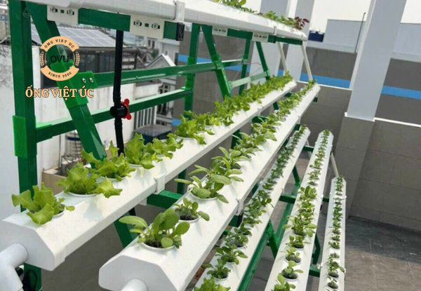 cách trồng rau thủy canh
