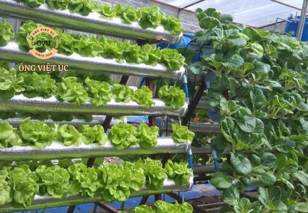 cách trồng rau thủy canh