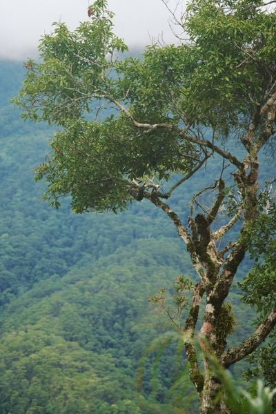 tour trekking Lâm Đồng - Tropical Trekking