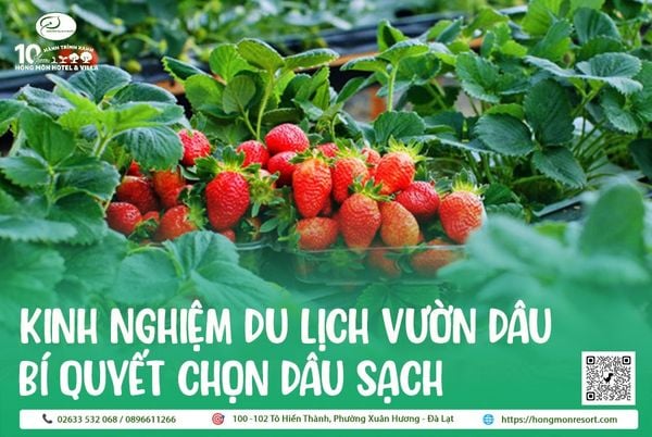 Vườn Dâu Đà Lạt: Top 5 Địa Chỉ Hái Dâu Tận Gốc, Ngon & Mới Nhất