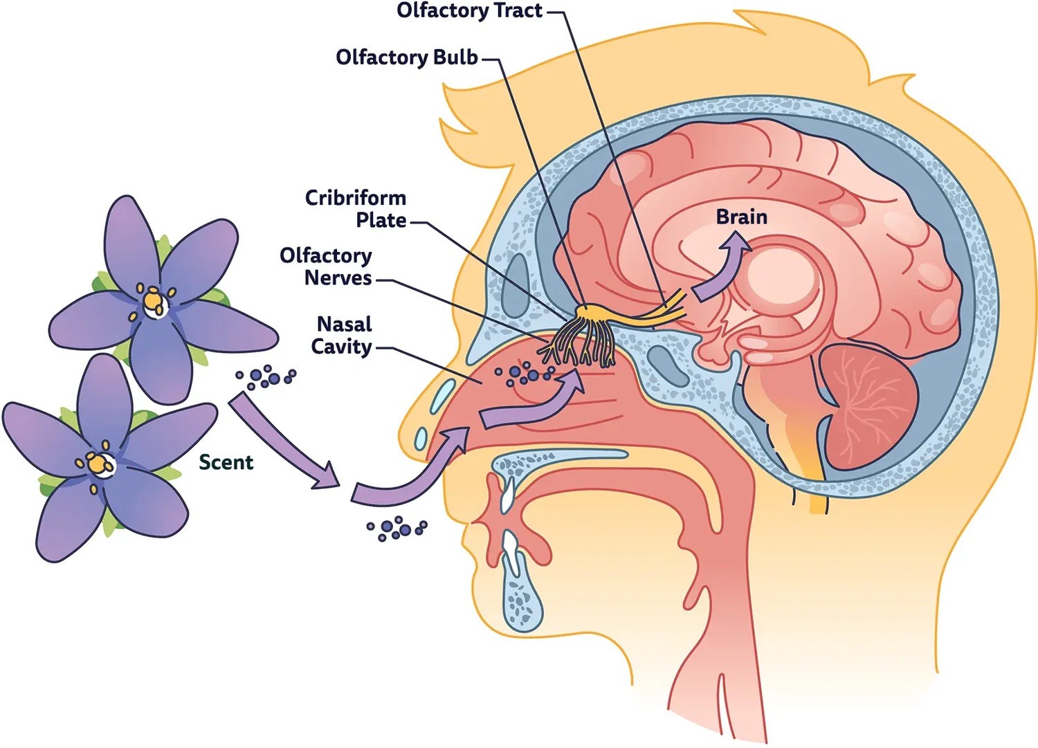 Minh họa quá trình phân tử mùi đi vào khoang mũi, kích hoạt dây thần kinh khứu giác và truyền tín hiệu lên não bộ