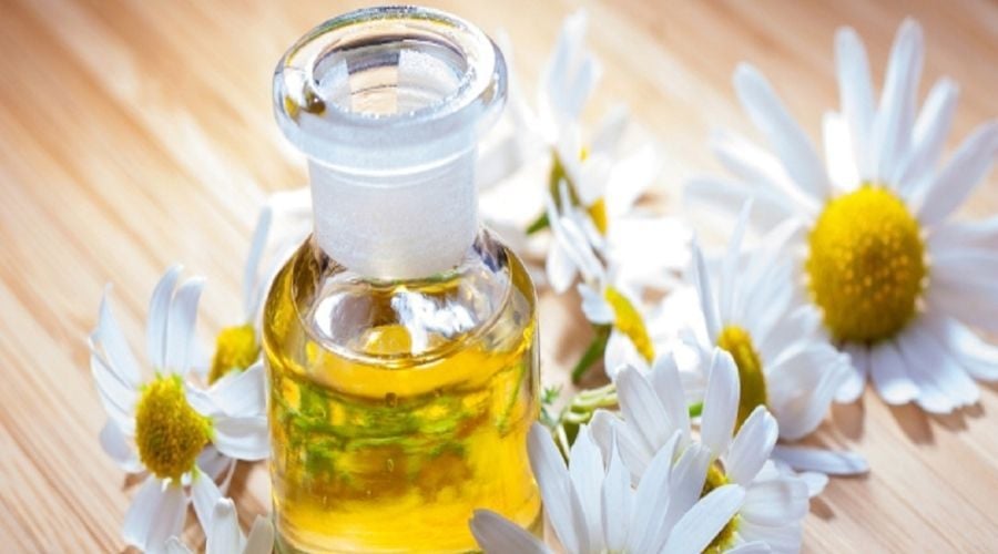 Tinh dầu Cúc La Mã giúp an thần, thả lỏng cơ thể khi đi vào giấc ngủ