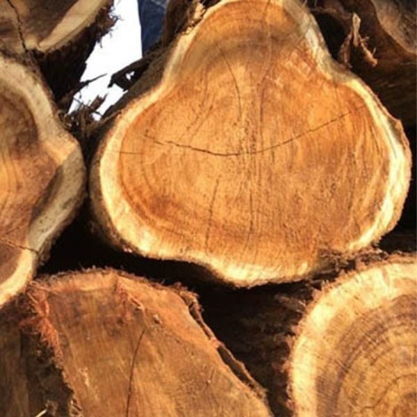 Hình ảnh bài viết