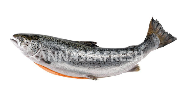 dau-ca-hoi-1
