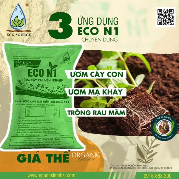 NHỮNG SAI LẦM KHI TRỒNG HOA CÚC TẾT VÀ CÁCH KHẮC PHỤC HIỆU QUẢ