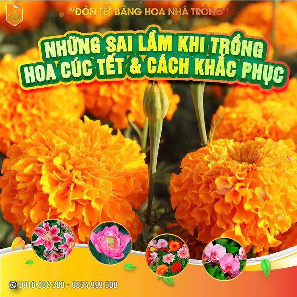 NHỮNG SAI LẦM KHI TRỒNG HOA CÚC TẾT VÀ CÁCH KHẮC PHỤC HIỆU QUẢ