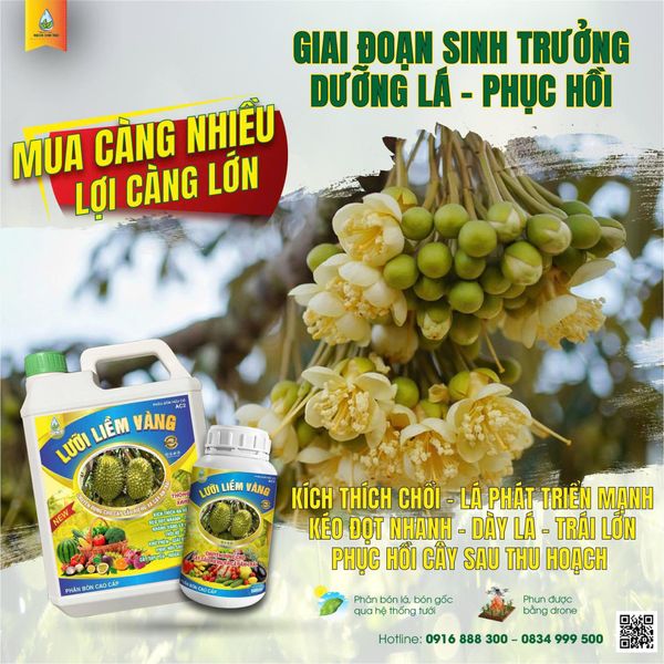 Phân Bón Lá Hữu Cơ Lưỡi Liềm Vàng – Giải Pháp Phục Hồi Mạnh Mẽ Sau Mùa Vụ cho Cây Ăn Trái