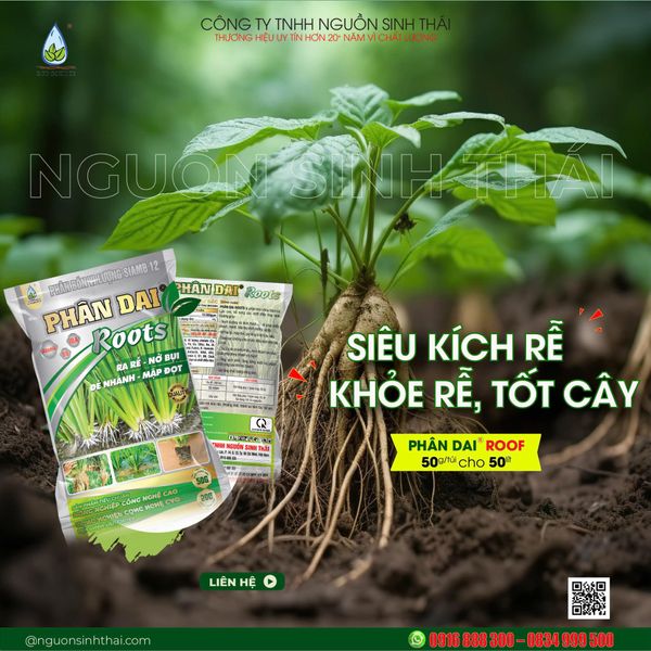 GIÁ THỂ, ĐẤT TRỒNG HOA CÚC TẾT – PHỐI TRỘN CHUẨN CHO CÂY PHÁT TRIỂN NHANH