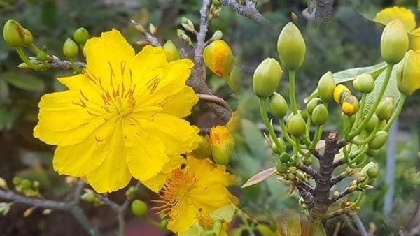 Lặt Lá Mai Ngày Nào Để Hoa Nở Rực Rỡ Đúng Tết? Kinh Nghiệm Thực Tế Cho Người Trồng Mai