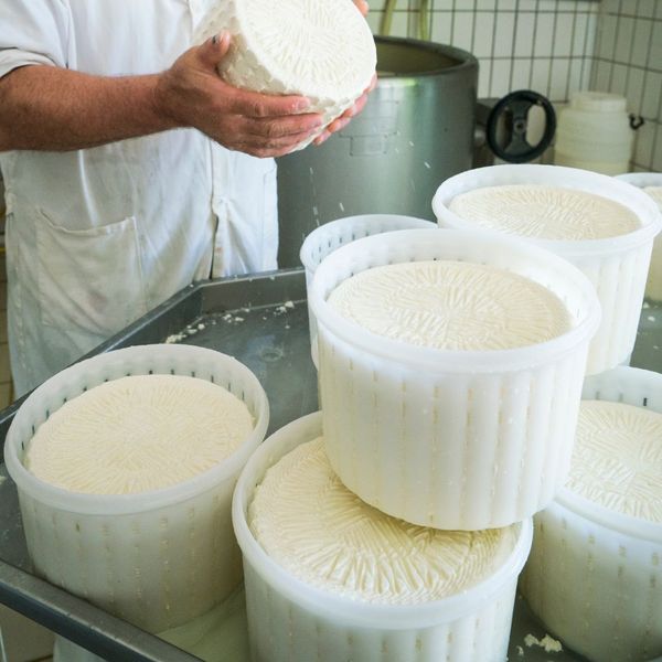 Phô mai được đưa vào khuôn để định hình