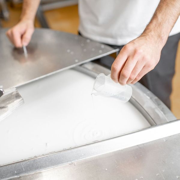 Sữa là nguyên liệu chính quyết định cho chất lượng của phô mai