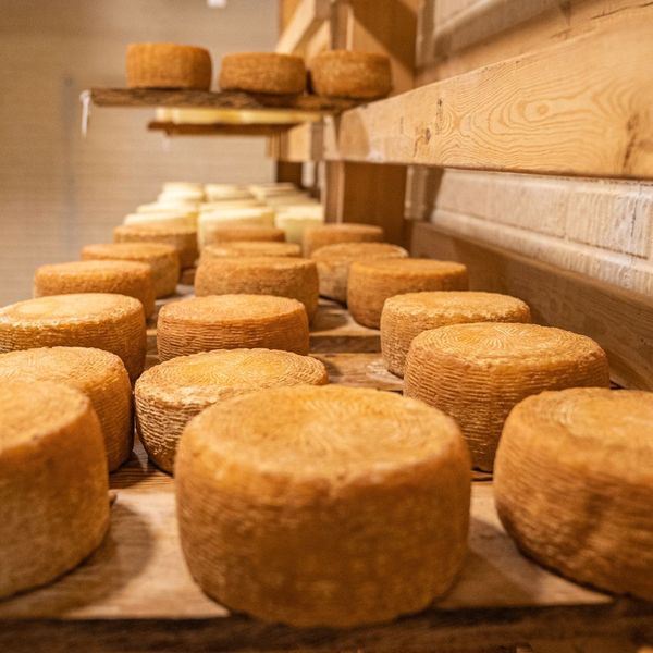 Mỗi loại phô mai có sự khác nhau trong quá trình sản xuất