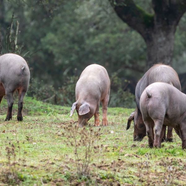 heo-den-iberia-nuoi-voi-che-do-an-nghiem-ngat