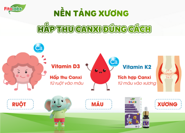 vitamin K2 giúp đưa canxi vào xương