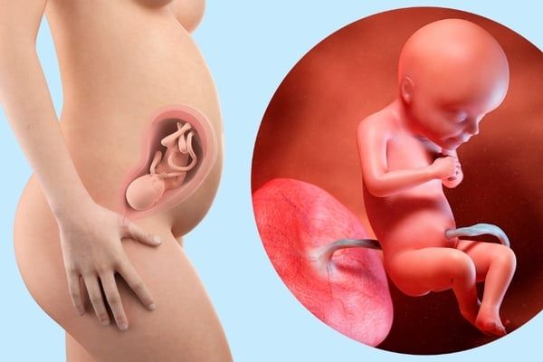 ngôi thai đầu là gì