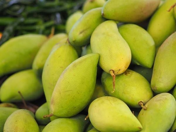 xoài chua - trái cây gây mất sữa mẹ