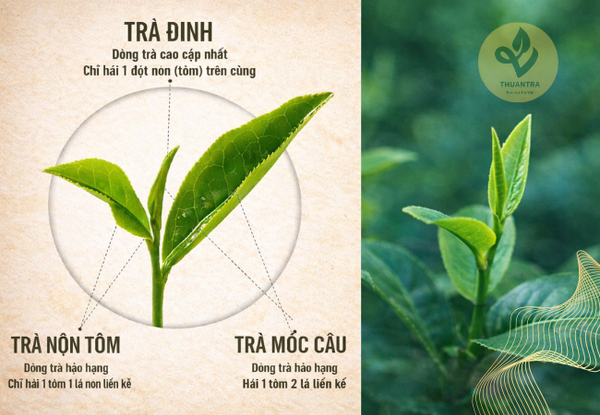 Trà Đinh Thái Nguyên Được Làm Từ Phần Nào Của Búp Trà?