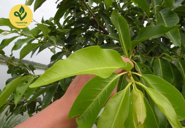 công dụng lá vối