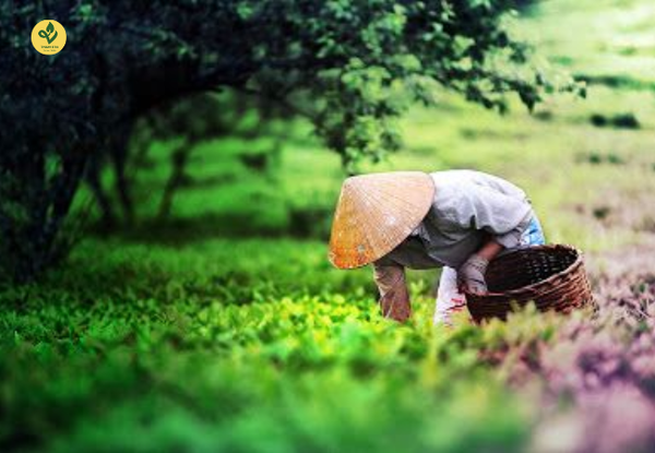 Chè Thái Nguyên Ngon: 5 Tiêu Chí Nhận Biết & Cách Chọn Đúng Chuẩn