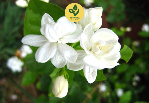 ý nghĩa của hoa nhài