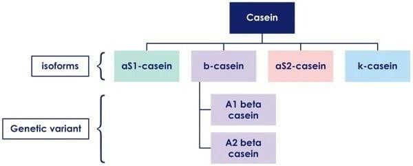 khac biet dam a2 va dam A1