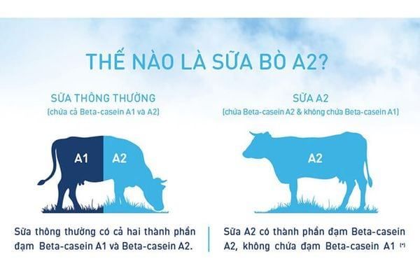 Sua tuoi A2 khac gi sua thong thuong