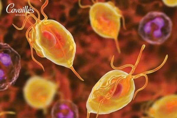 Trichomonas là gì?
