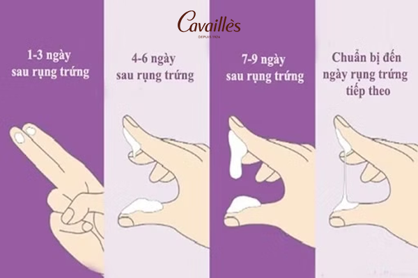 Sau rụng trứng – giai đoạn hoàng thể