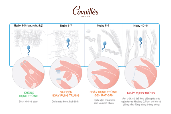 Chất nhầy cổ tử cung thay đổi ra sao theo từng giai đoạn của chu kỳ?