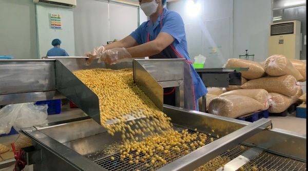 Quy trình sản xuất ngô nếp tươi sấy hiện đại đạt chuẩn ISO và HACCP