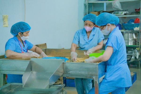 Nhân viên kiểm tra và phân loại hạt ngô nếp tươi trước khi đưa vào quy trình sấy.