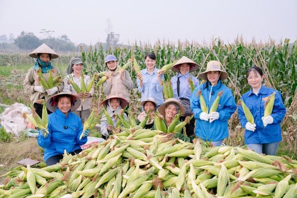 Bà con nông dân thu hoạch ngô nếp tươi tại vùng nguyên liệu của MD Food