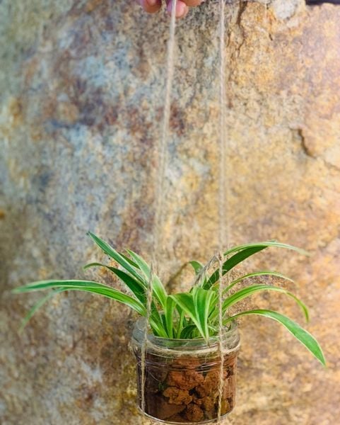 Ngày xanh thứ 4 hằng tuần
