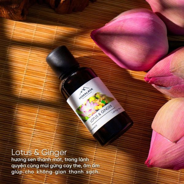 tinh dầu lotus ginger Himalaya