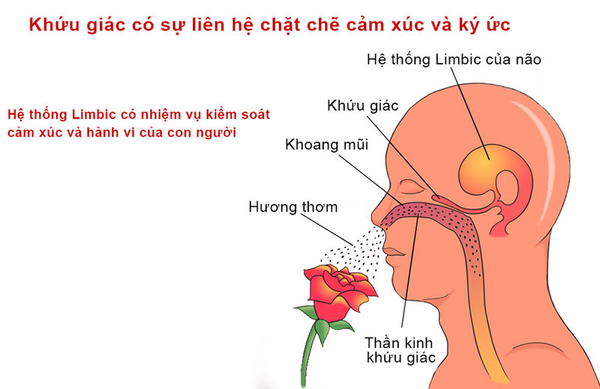 âm nhạc và mùi hương