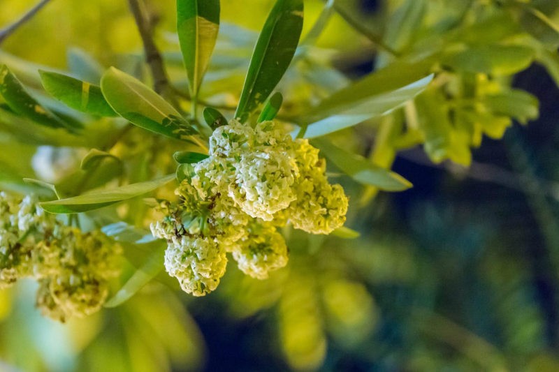 stt hay về mùa thu hà nội