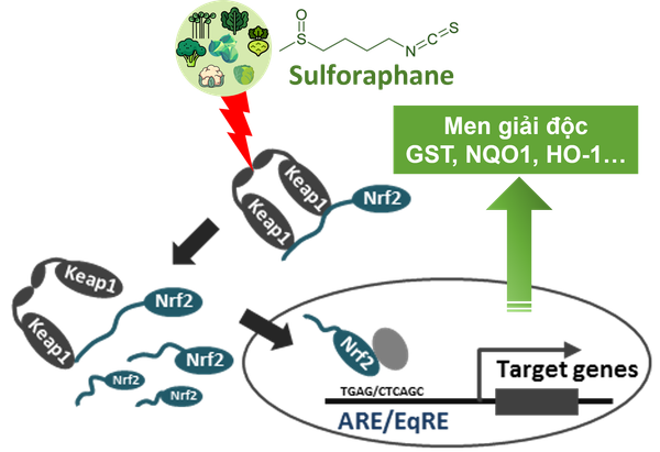 co-che-dao-thai-doc-to