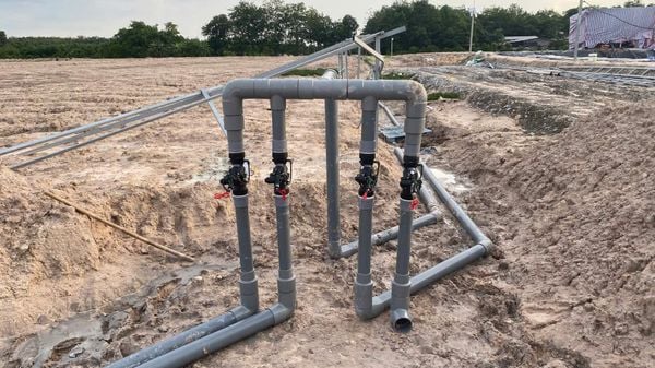 Hệ thống tưới cho cây ớt Năng suất cao