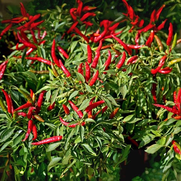 Hệ thống tưới cho cây ớt Năng suất cao