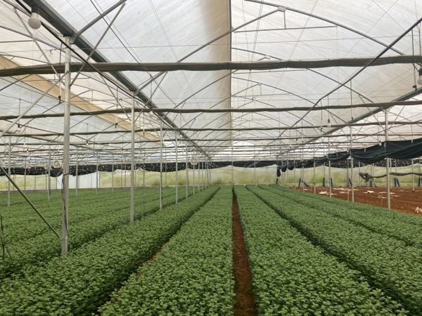 Hệ thống tưới cho cây hoa cúc năng suất, bông to