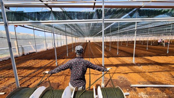 Hệ thống tưới cho cây hoa cúc năng suất, bông to