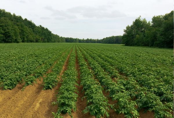 Hệ thống tưới cho khoai tây: Củ to đều, Năng suất Vượt trội