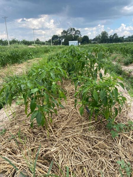 Hệ thống tưới cho cây ớt Năng suất cao