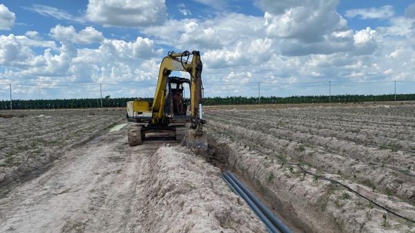 Hệ thống tưới cho cây ớt Năng suất cao