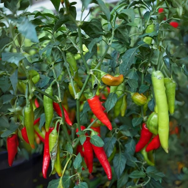 Hệ thống tưới cho cây ớt Năng suất cao